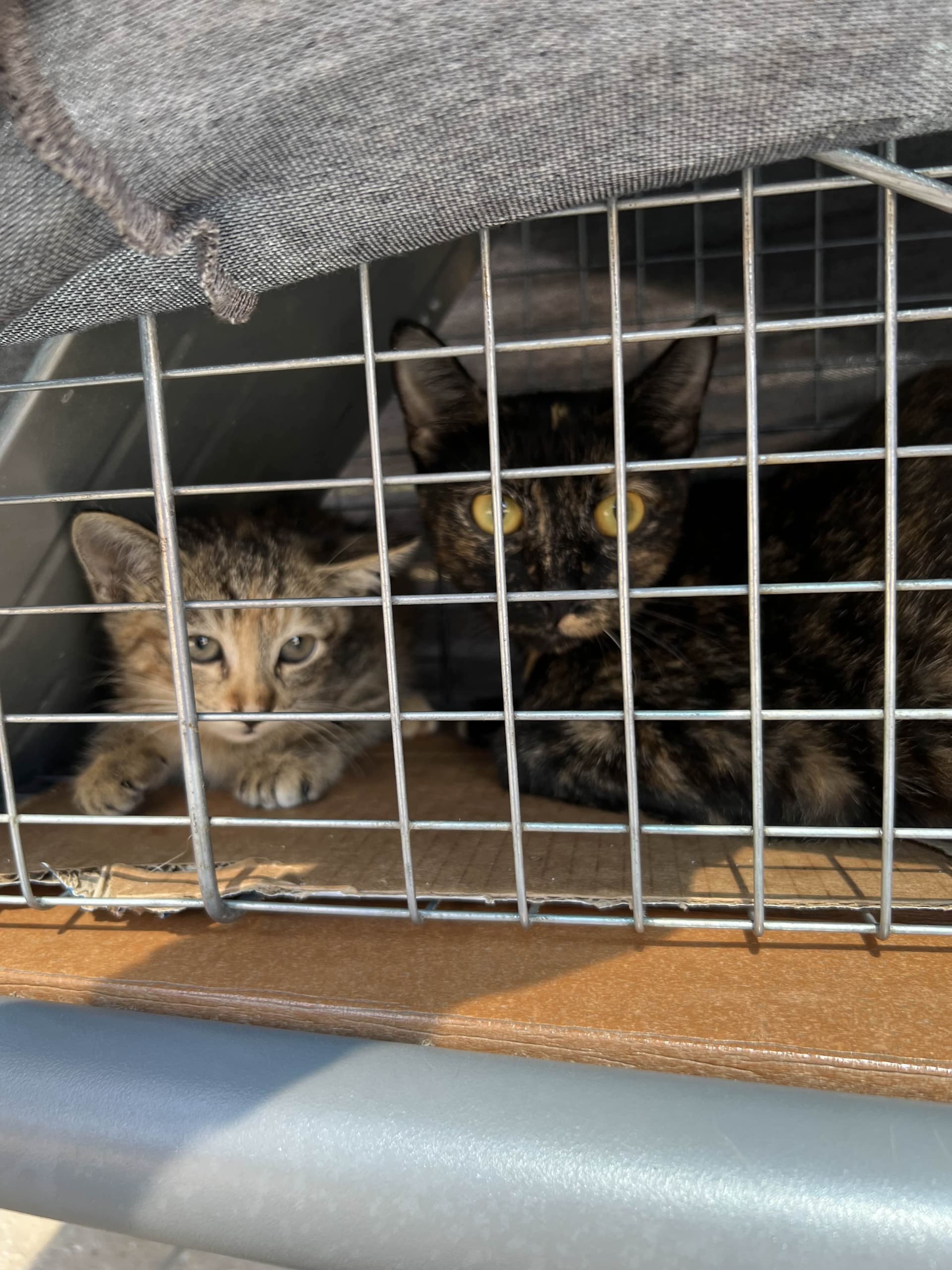 Community cat safe inside humane trap before transport
