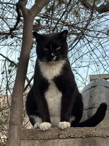 Cat beside a food bowl
