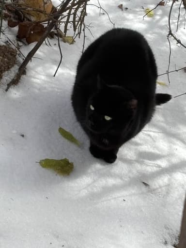 Cat sitting near a feeding station