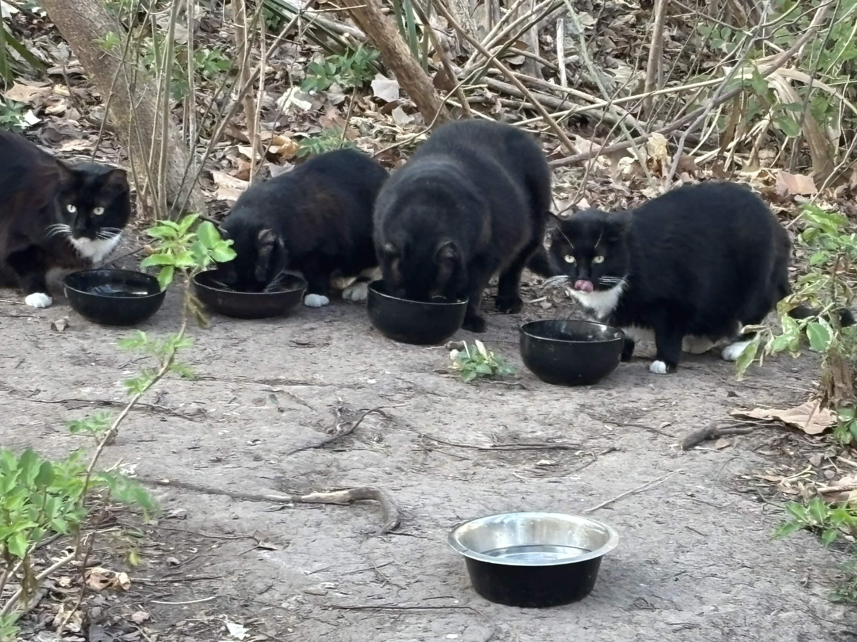 Community cats eating breakfast from bowls at a feeding station