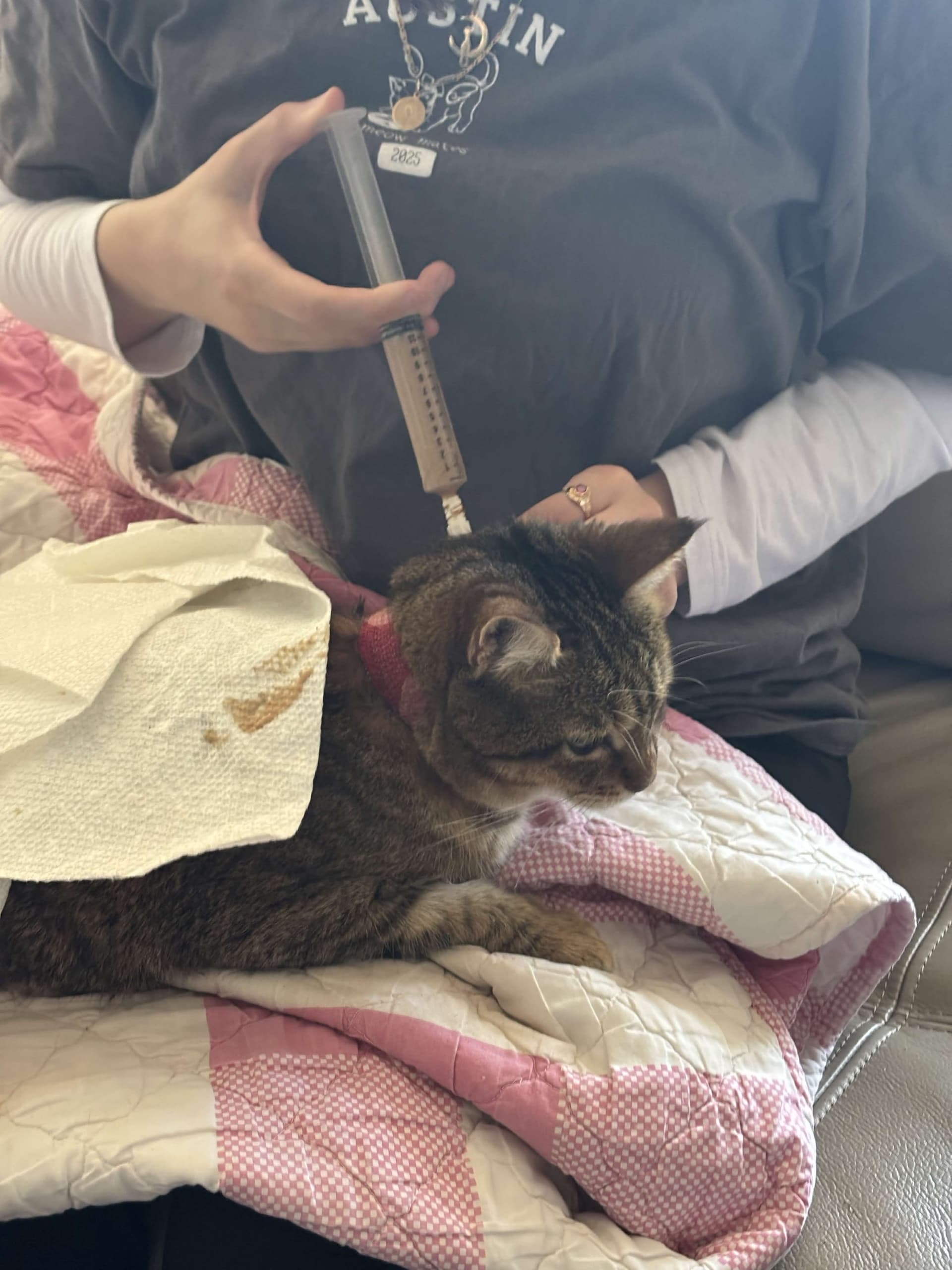 Meow Mates volunteer administering health shot
