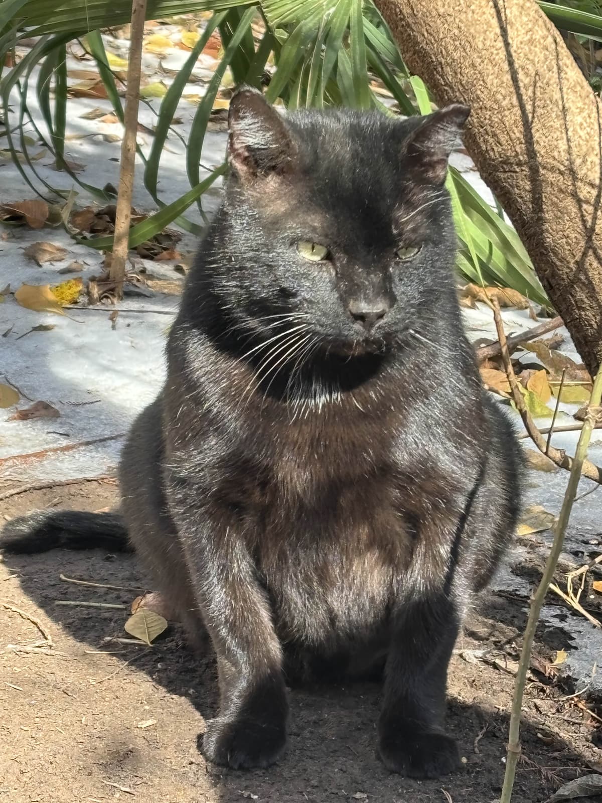 Campus cat 1